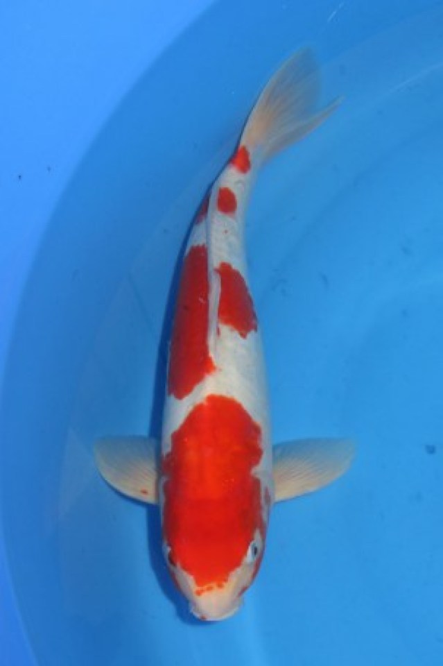kat-kohaku doitsu